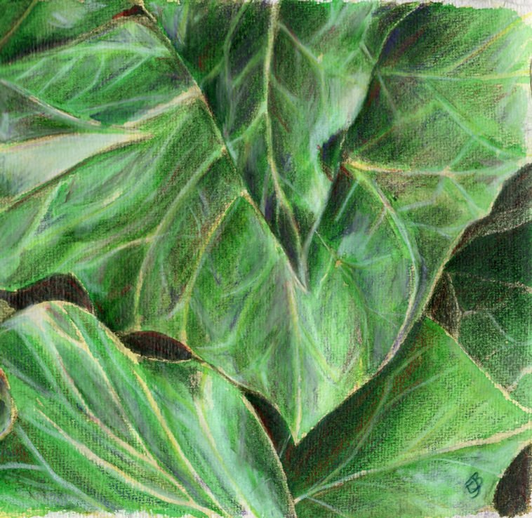 'Ivy Leaves', watercolour and Luminance coloured pencil.