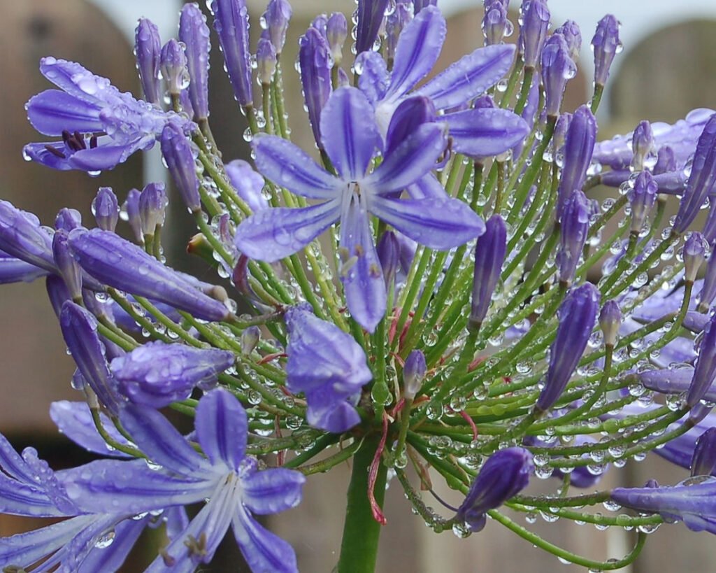 Close-up of a purple flower with raindrops on petals and buds. Bright green stems, wooden fence blurred in the background. Fresh and serene.