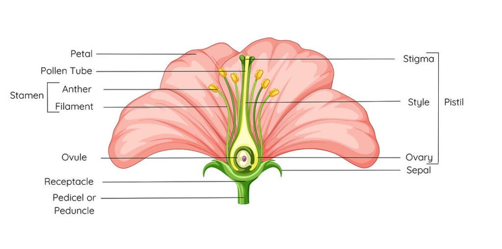 Diagram of a flower's anatomy showing petal, stigma, pollen tube, stamen, style, ovary, sepals, ovule, receptacle, pedicel. Pale pink and green colors.