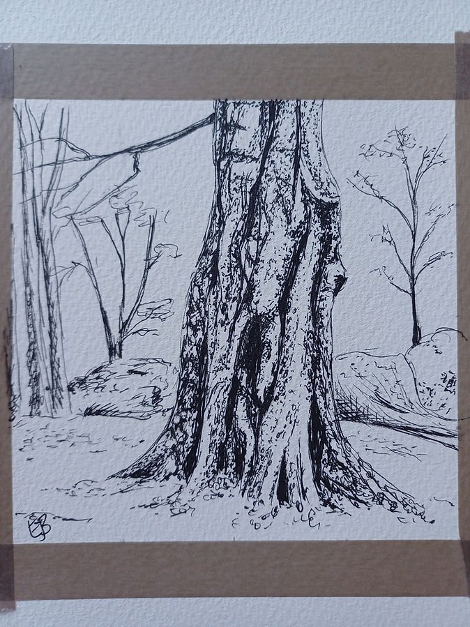 Ink drawing of a large, detailed tree trunk with bare branches in the background. The setting appears natural and serene.