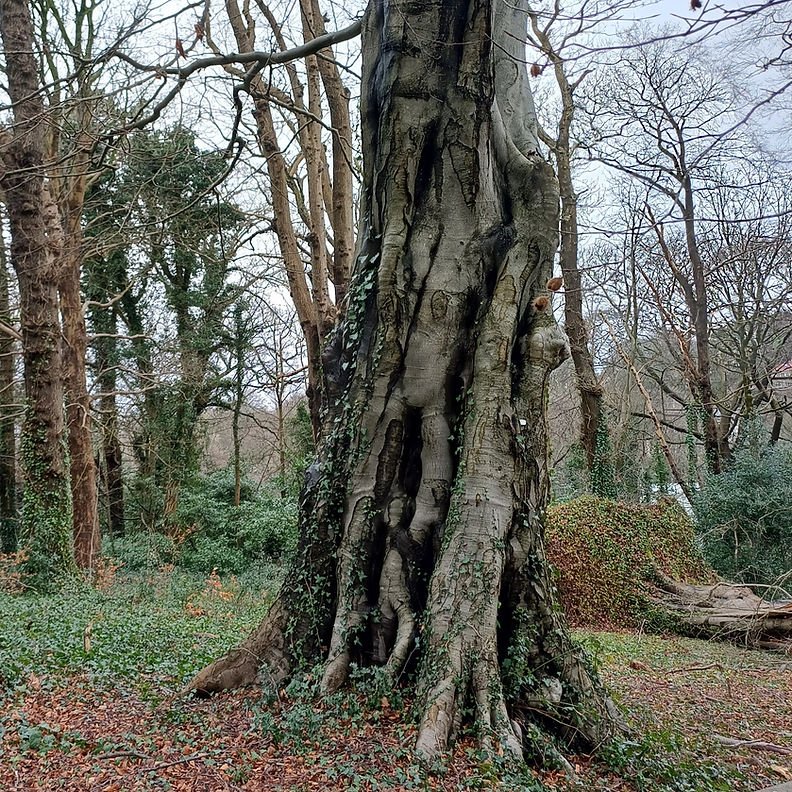 Thick tree trunk with textured bark, covered in ivy. Surrounded by bare trees and green undergrowth in a forest setting. Cloudy sky.