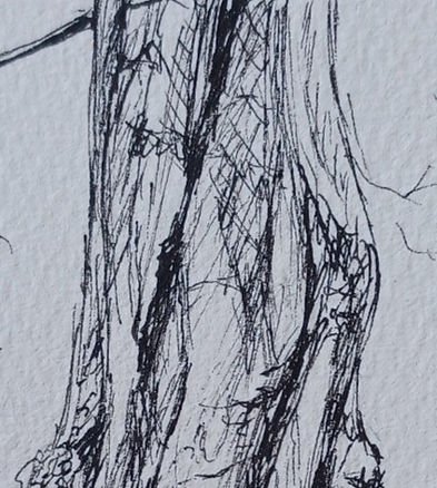 Detailed sketch of a tree trunk with textured bark patterns on white paper. No visible text or color, creating a natural, calm mood.