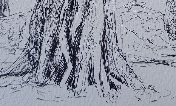 Black ink sketch of a tree trunk and roots on white paper, with intricate lines and shading. The setting appears natural and detailed.