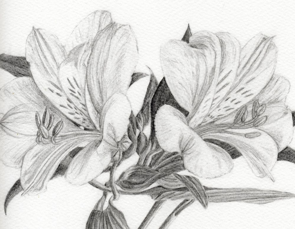 The Structure of Flowers