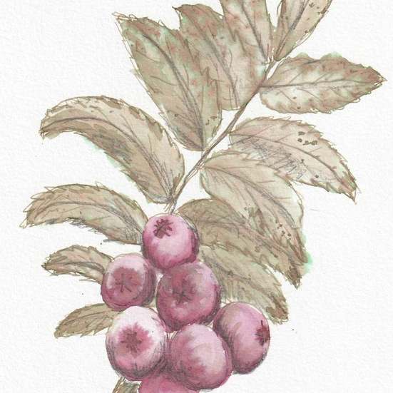 An ink drawing of rowan berries and leaves. The berries are a reddish colour and the leaves are a dull greenish-brown with multiple leaflets.