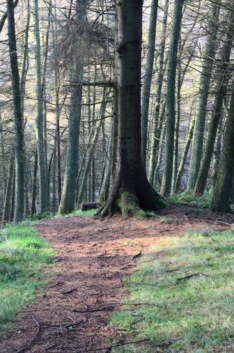 Many tree trunks of apparently pine trees in a woodland.