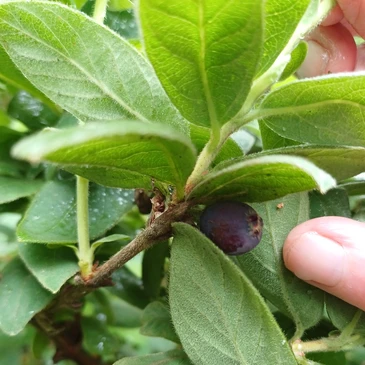 A dark purple berry growing under some leaves on a stem.