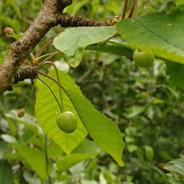Green, unripe cherries growing from a branch.