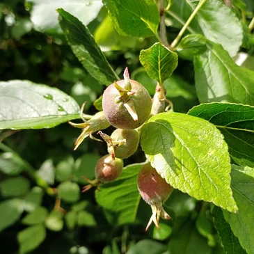 Very small, developing apples on a tree.