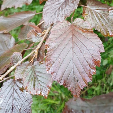 Brown leaves