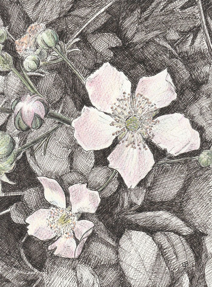 An ink drawing of the bramble photo. The two flowers and five unopened flower buds have been coloured using coloured pencils.