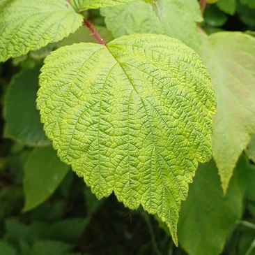 Green leaves.