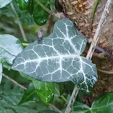 Dark green ivy leaf with white veins.