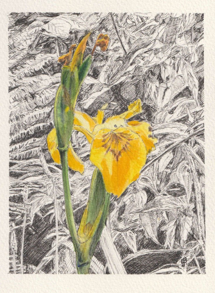an ink and watercolour sketch of a bright yellow iris flower with green thick stem. The background of the sketch shows a mass of foliage and has been kept black and white.