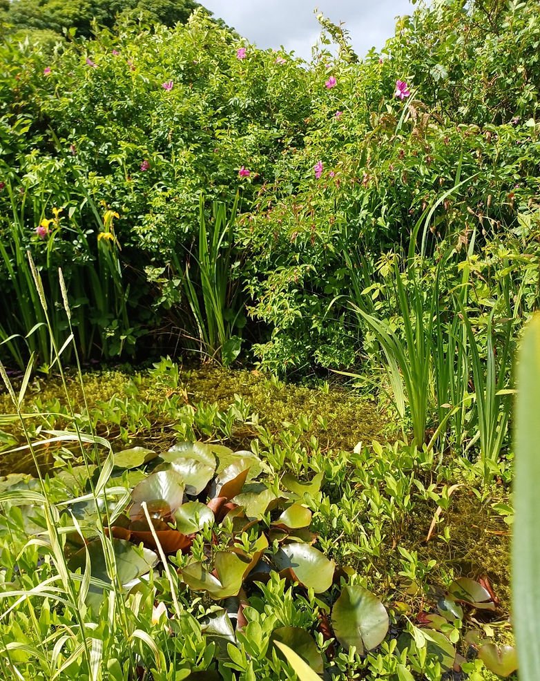 A photo of a pond, heavily covered with different forms of green foliage.