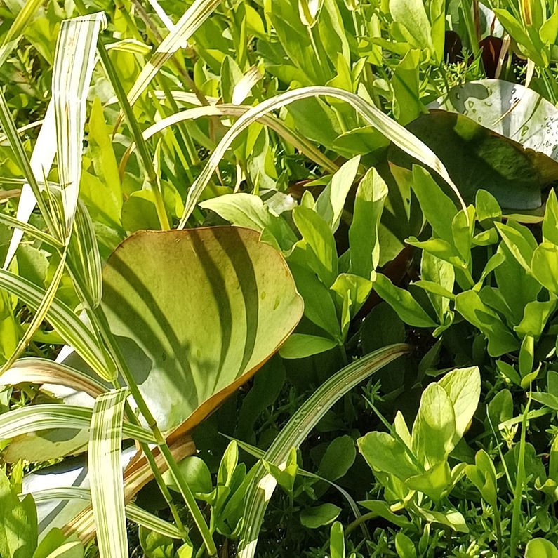 A close-up of some of the leaves on the pond including two lily pads with their round green form.