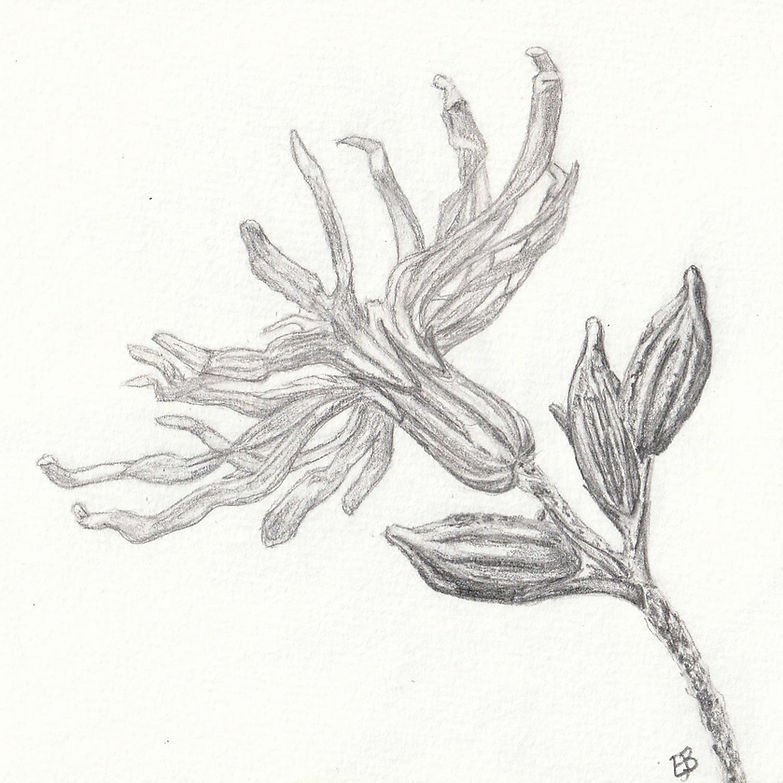 Graphite sketch of a flower with stem and three flower buds that have yet to open. The flower has a ragged appearance due to the petals being divided into thin strips.