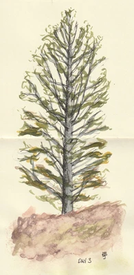 Watercolour sketch of a tree in muted colours.