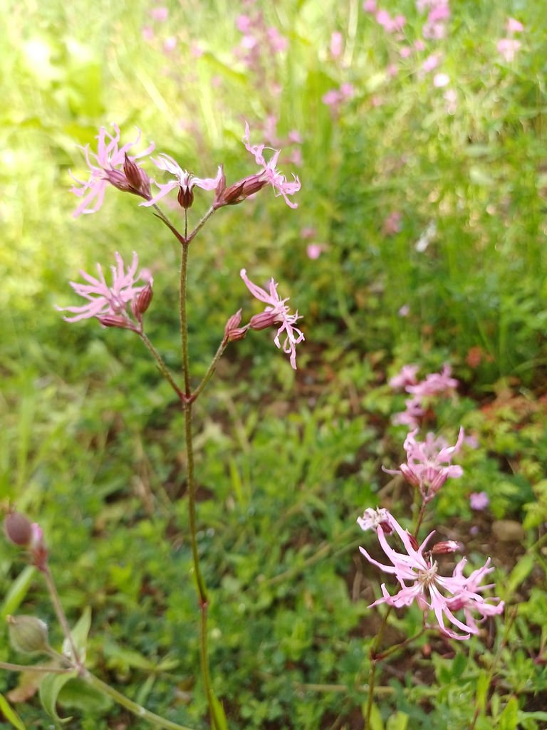 Photo of a flowering plant with a tall thin stem and five branches each with a ragged looking pink flower on the end.