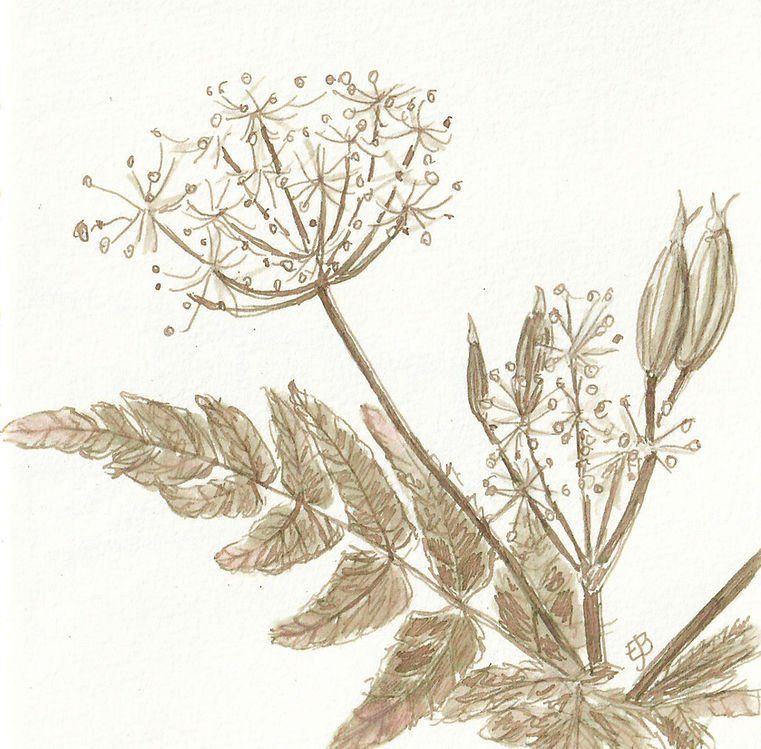 A brown ink sketch of a fern like leaf, two flower heads and four seed pods. The flower heads are umbels of tiny white flowers.