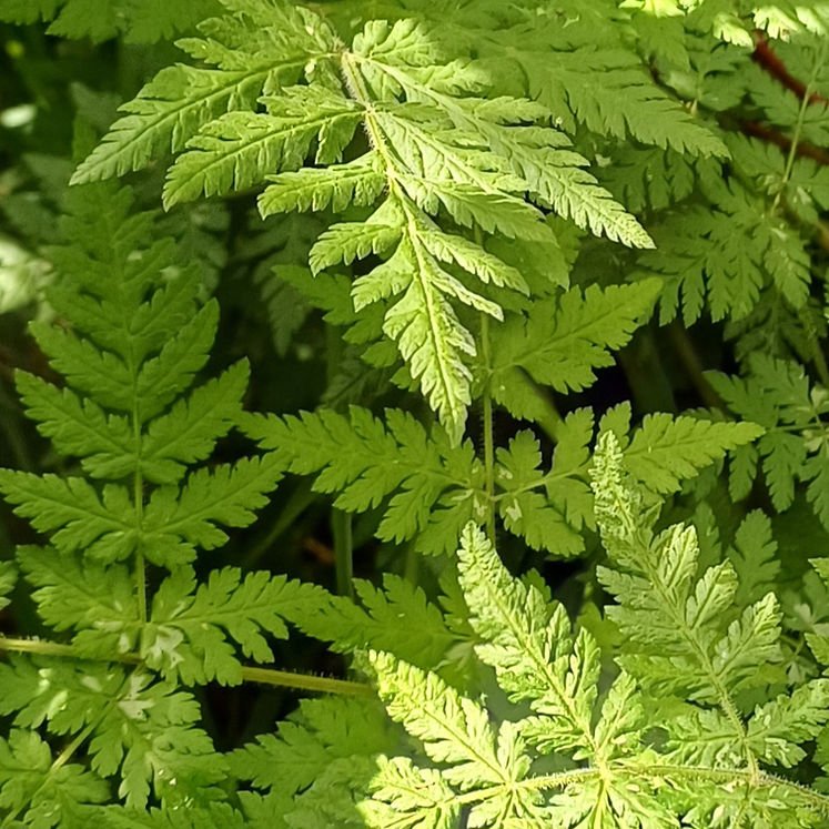 A photo of layers of fern-like leaves. The top layer of leaves is in the sun and the lower in shade.