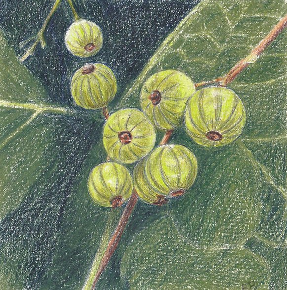 A coloured pencil drawing of eight light green berries in front of green leaves.