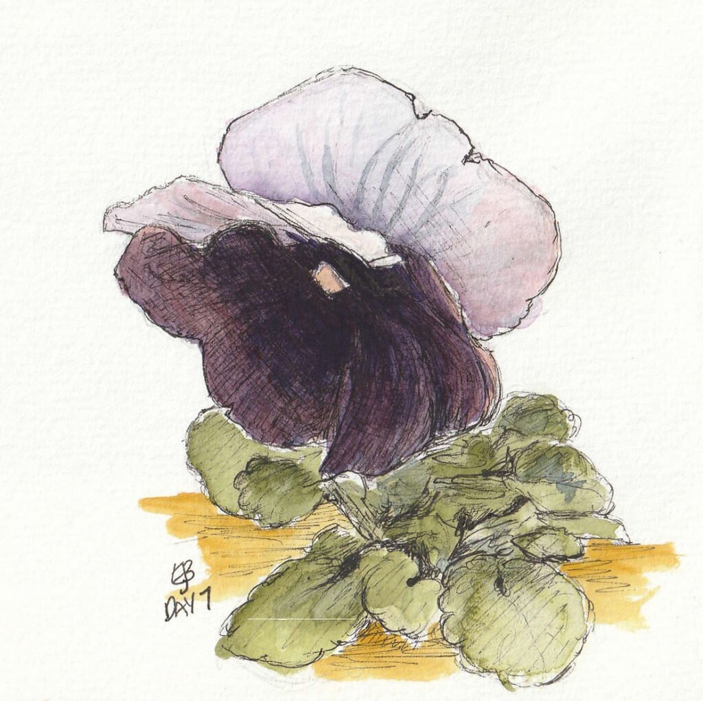 A pansy showing the purple and light purple flower with a yellow centre and green stalk and leaves. The sketch has been completes in ink and watercolour.