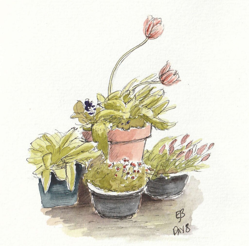 An ink and watercolour sketch of four pots of flowers and foliage. There are two large pink tulipsthat have been blown by the wind so they now lean to the right. Some of their leaves have also been blown in this direction. A smaller pot of several small, red tulips have also been blown into this position.