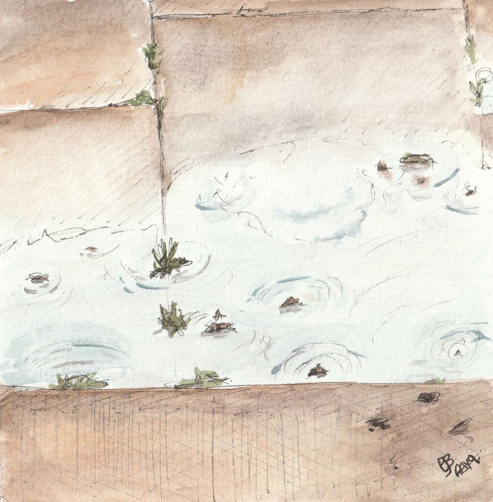 An ink and watercolour skecth of a large puddle on a patio of paving slabs. Some tufts of green grass are seen emerging through the water at the position of the gaps between slabs. The patio if a brown colour and the water is a very light grey-blue.