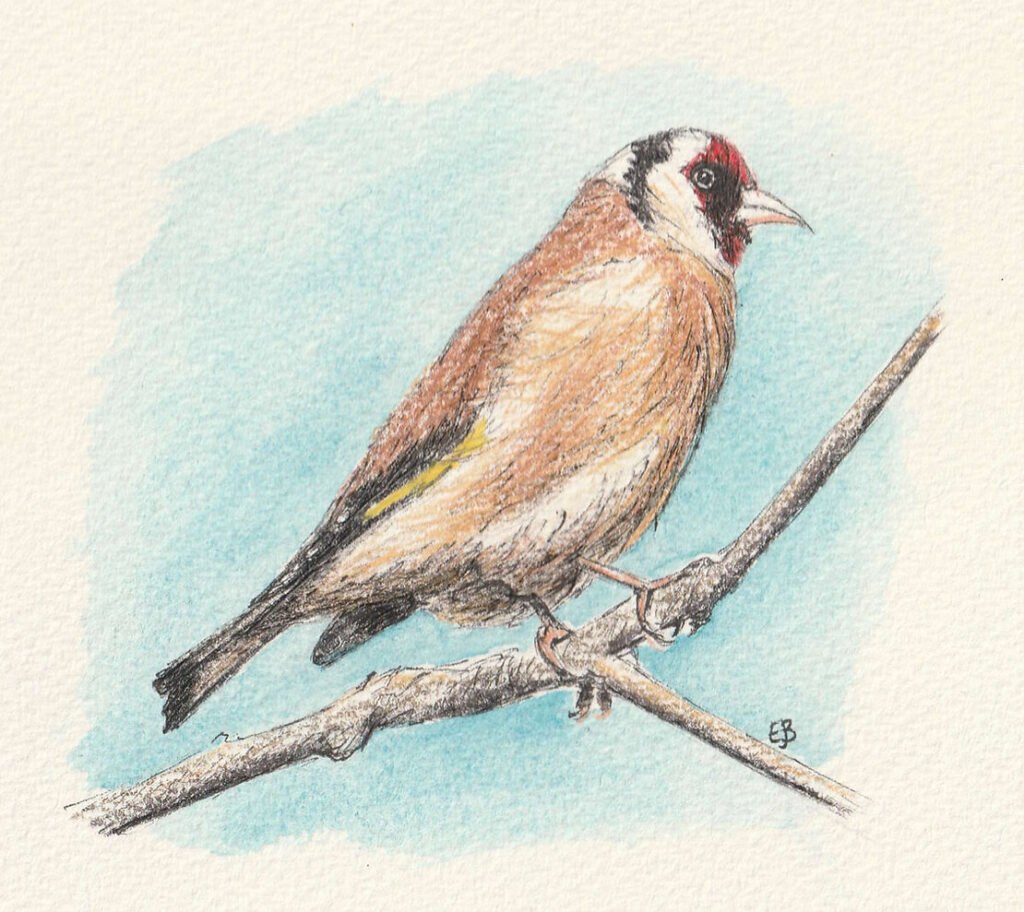 A pencil drawing of a brown and cream coloured small bird with a red face and a bright yellow streak on it's folded wing. The bird is sitting on a twig, side on to the viewer but with head tilted towards them. The background to the bird is blue.