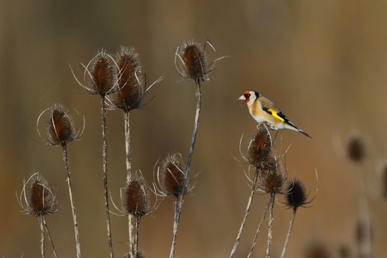 A small brown and cream bird with a red face and yellow patch on wing sits on a spiky seed head.