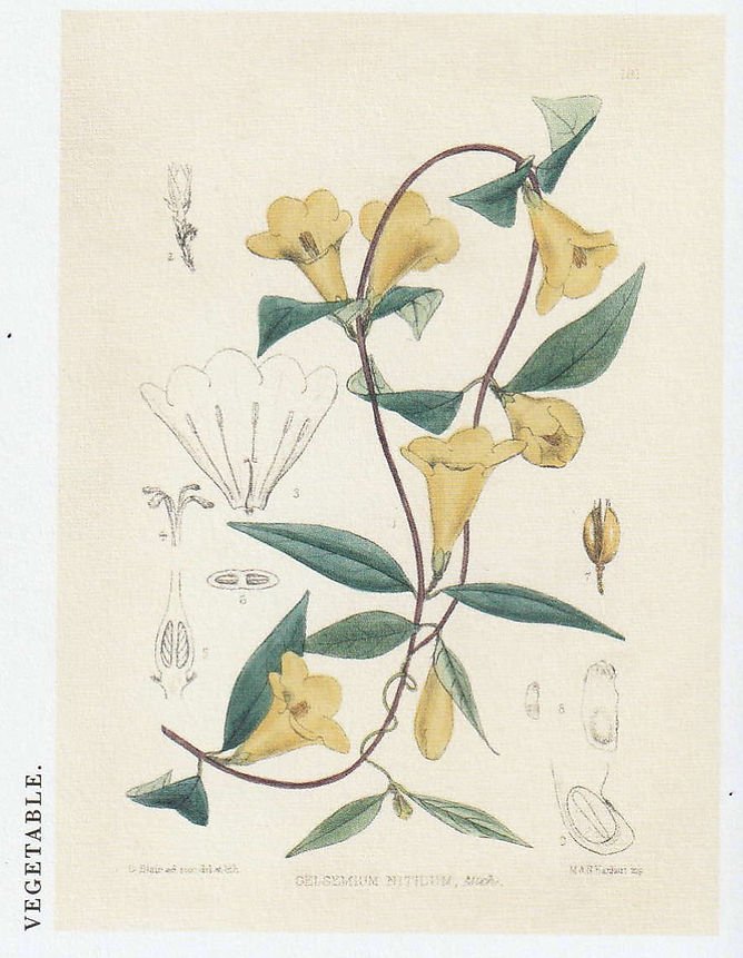 A vintage botanical drawing of yellow tubular flowers growing on a vine-like stem.