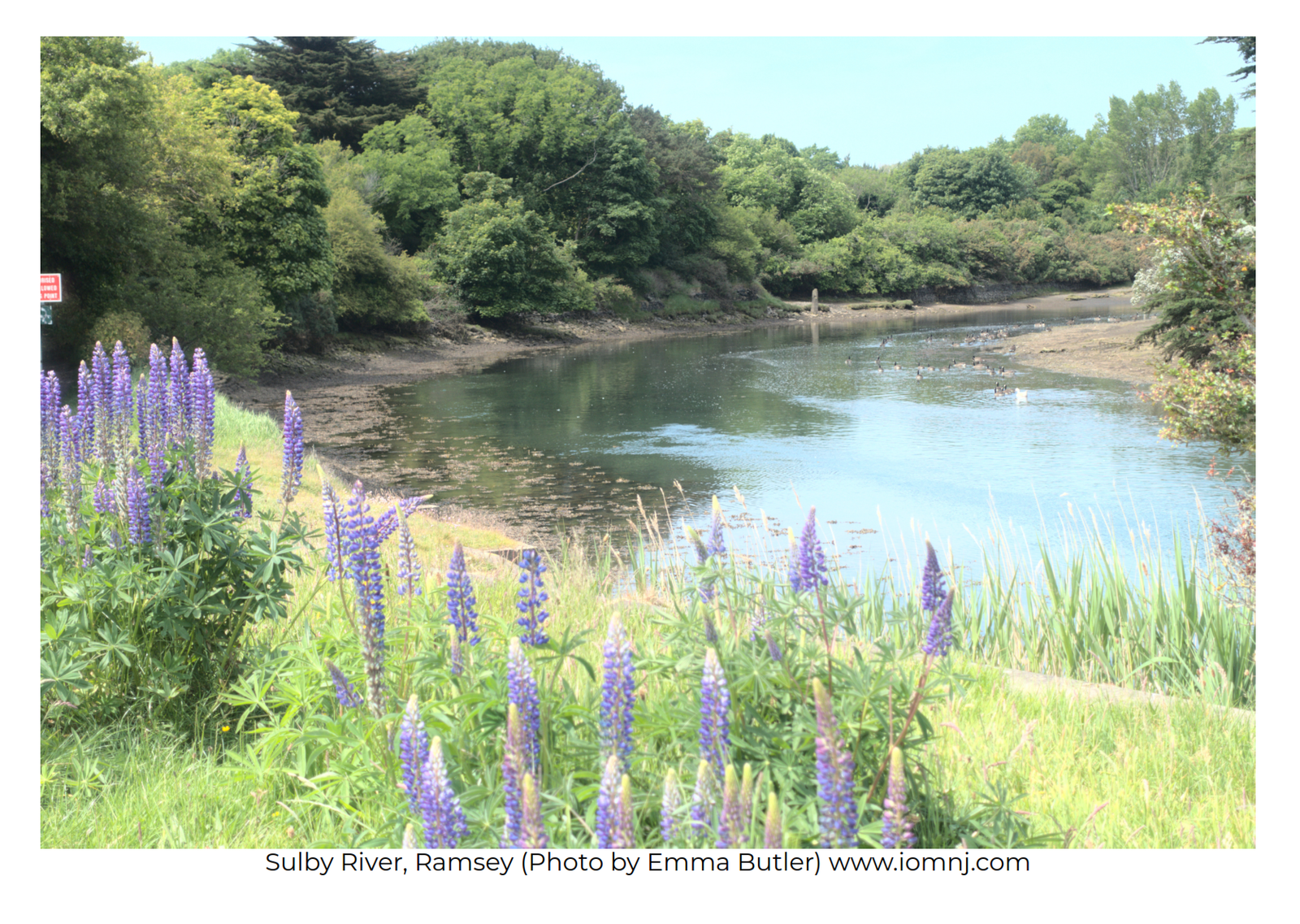 Sulby River by Emma Butler Photo of a bend in a wide river with trees and purple flowers at the sides of the still water. The day is sunny and bright with reflections of the trees in the water.
