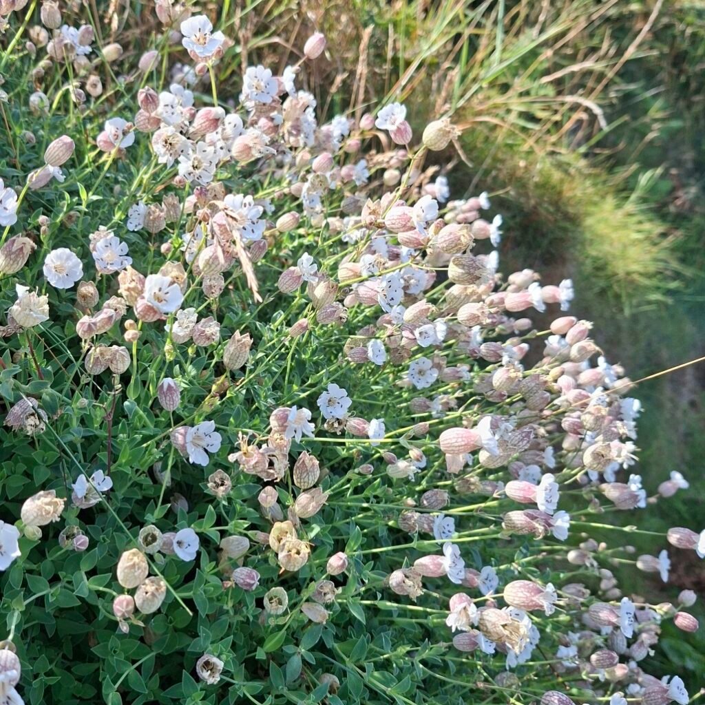 Mound of many white flowers. Each flower has a swollen lower part to the flower with pink veining. Many small green leaves are behind the flowers and grass can be seen behind the clump of flowers.