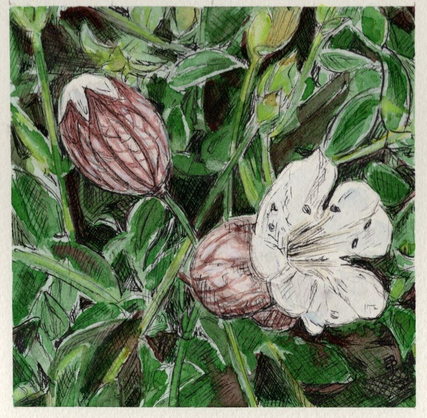 Sea Campion
