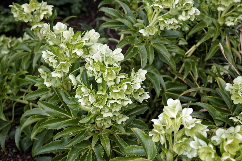 Photo of a flower with green leaves.