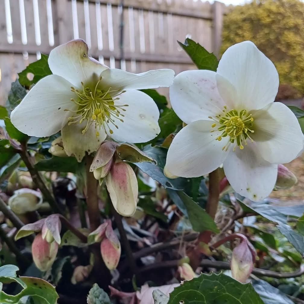 Photo of a white flower with green leaves.
