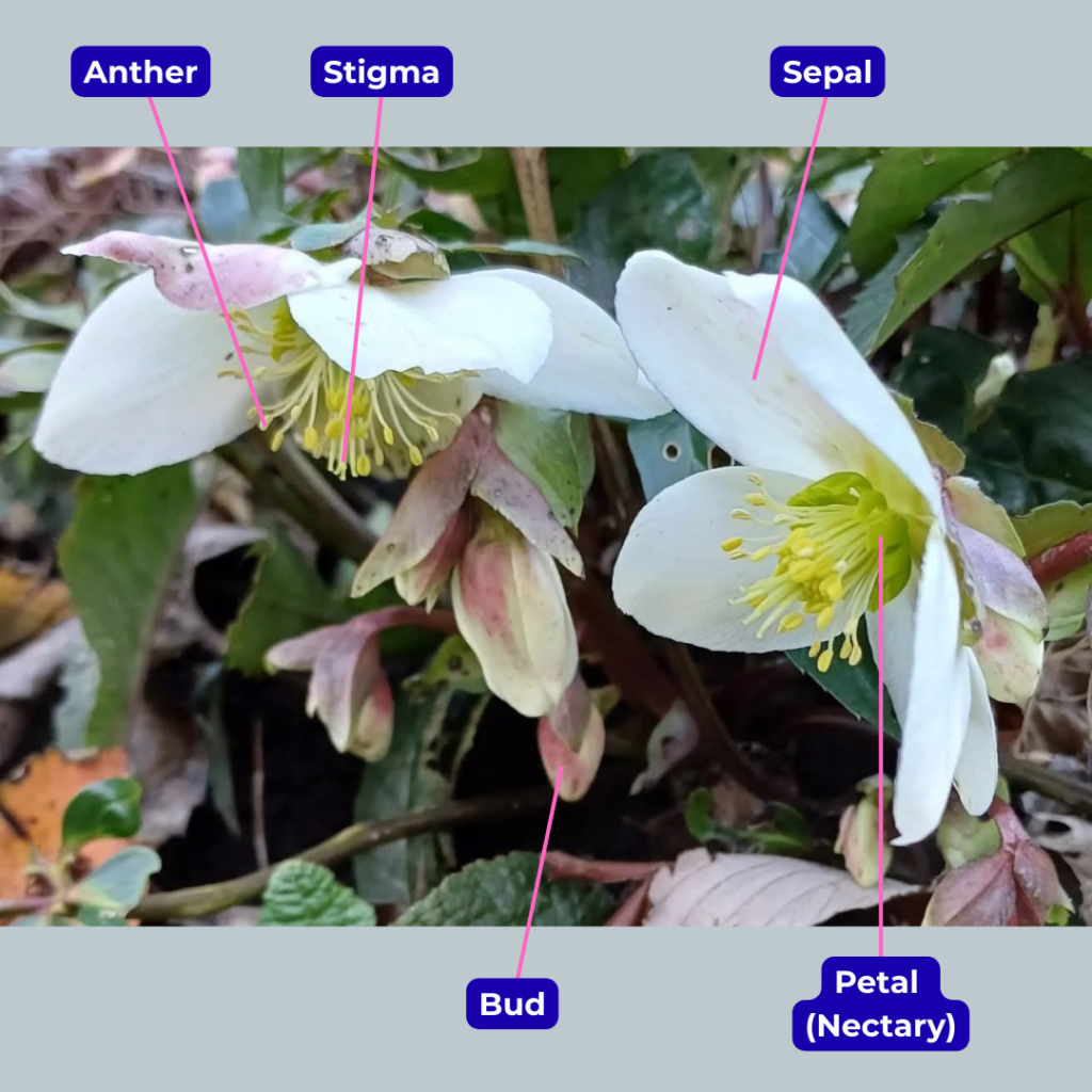 Photo of a flower with green leaves there are labels showing the different parts.