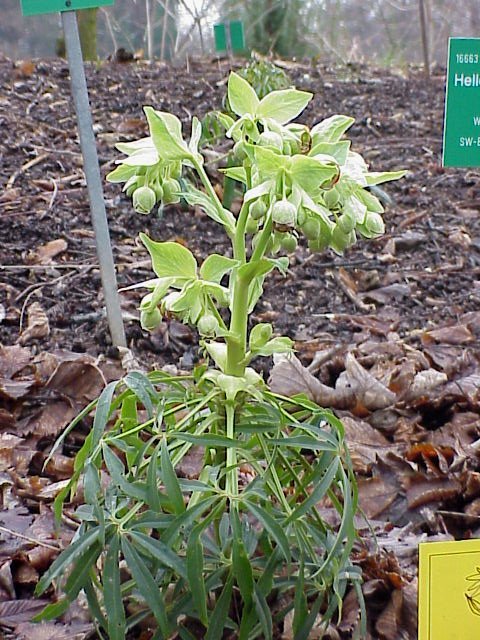 Photo of a flower with green leaves.