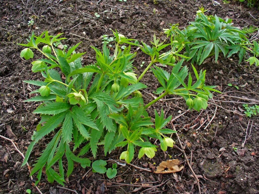 Photo of a flower with green leaves.