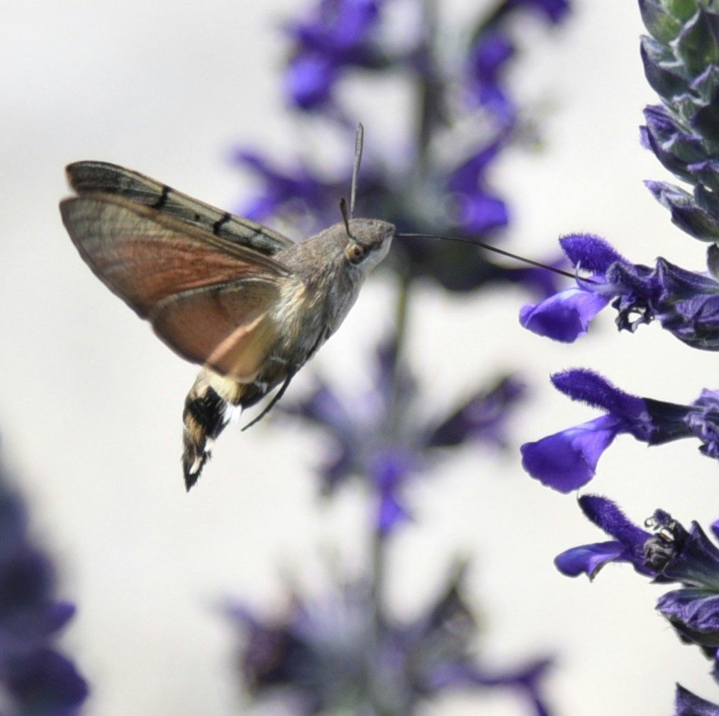 A photo of a moth with a large brown body and relatively small red-brown wings. The moth is flying and has its long proboscis out and inserted into a purple flower.