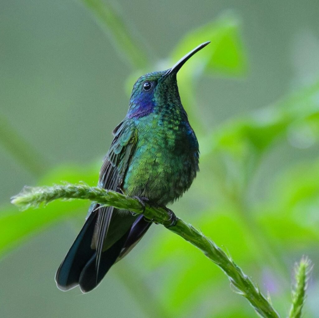 Photo of a small bird with a long, slender beak sitting on a grass seed head. The bird has striking green plumage on its body with a violet patch around its eye and side of head.
