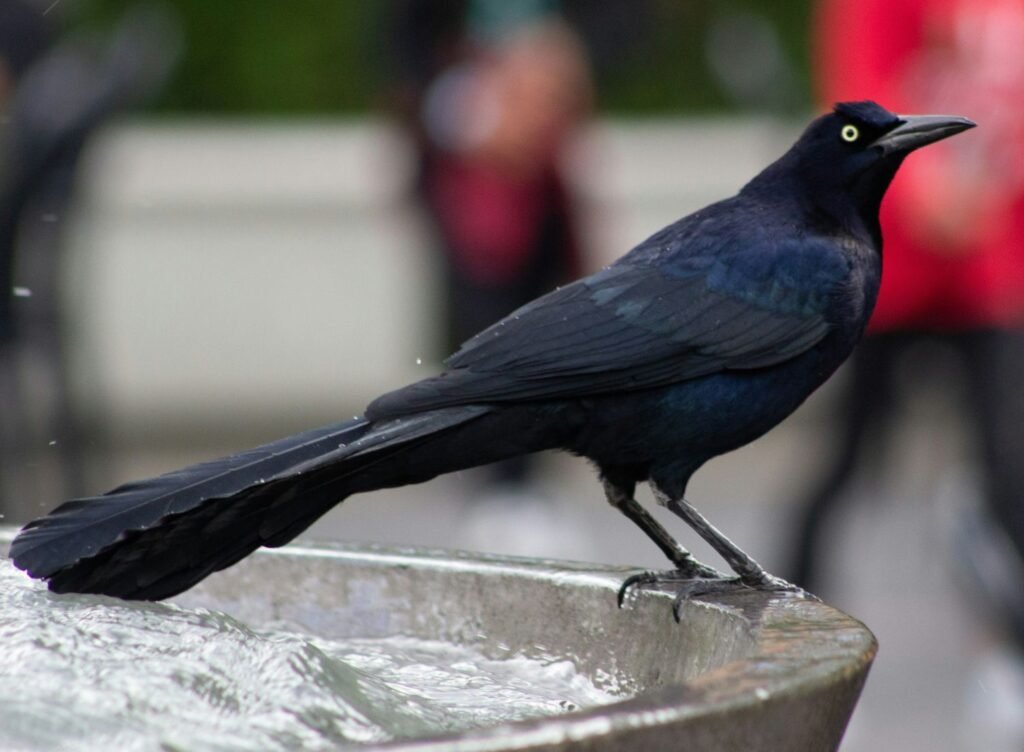 Photo of a large black bird standing on the edge of a water fountain. The bird has a striking yellow eye and a long black tail.