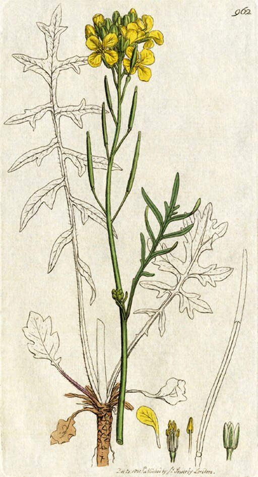 Botanical illustration from 1801 showing a four-petalled yellow-flowered plant with long, green seed pods and lobed leaves.