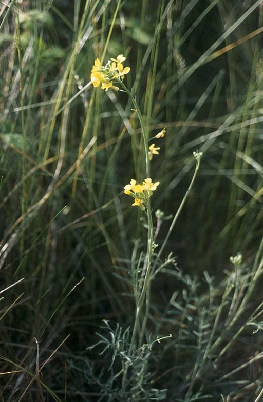 Photo showing a four-petalled yellow-flowered plant with long, green seed pods and lobed leaves.