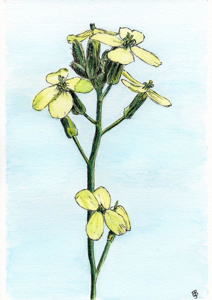 Yellow, four-petalled flowers on a green stalk, drawn in ink and then coloured with watercolour.