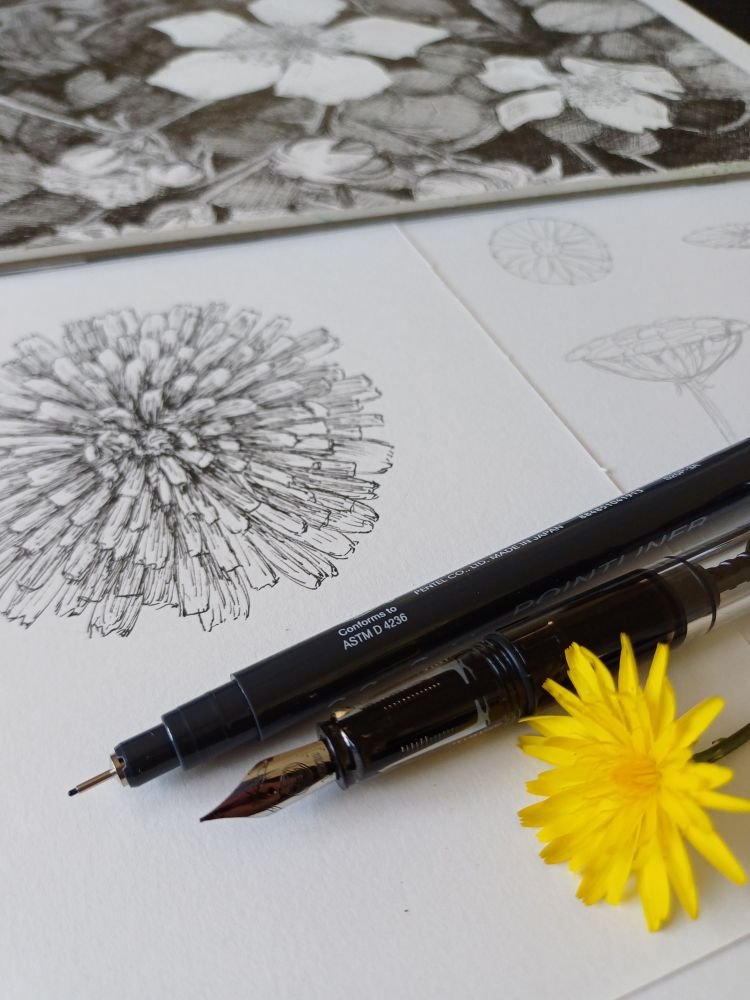 Photo of two ink and one pencil sketches of different shapes of flower. Two ink pens, a fine liner and a fountain pen, are shown in the foreground with a yellow flower in front of them.