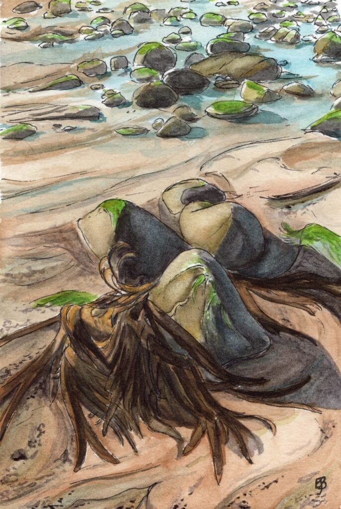 An ink and watercolour painting of rocks on a beach. Many of the rocks are covered with green algae and there is a mass of brown seaweed on the rocks closest to the viewer.