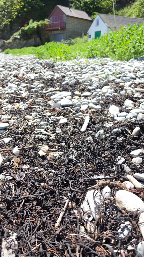 A pebbly beach with a line of black dried seaweed running across it. Two stone buildings are in the background with green trees surrounding them. It's a sunny day.