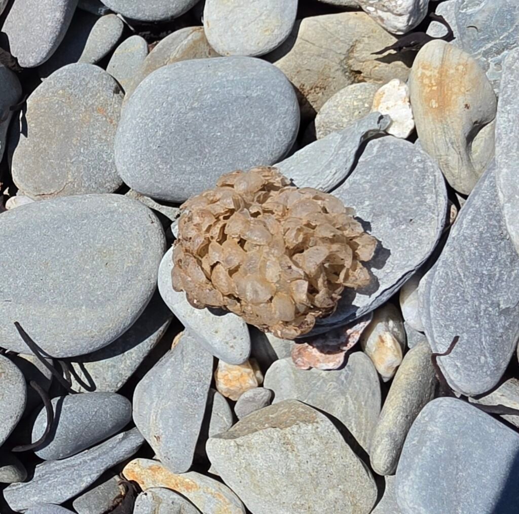 Multilobed, beige, paper-like ball on pebbles on a beach.